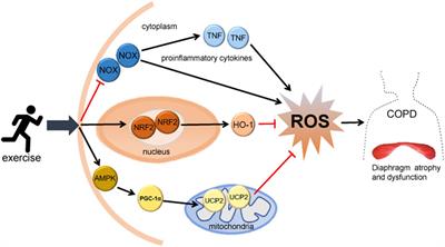 Effect of Oxidative Stress on Diaphragm Dysfunction and Exercise Intervention in Chronic Obstructive Pulmonary Disease